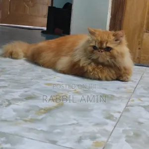 Photo - 1+ Year Male Purebred Exotic