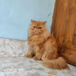 1+ Year Male Purebred Exotic