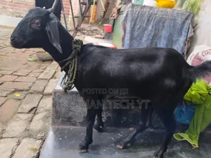 Photo - Deshi Pathi Chagol