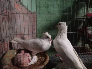 Photo - Bird, Pigeon Dove