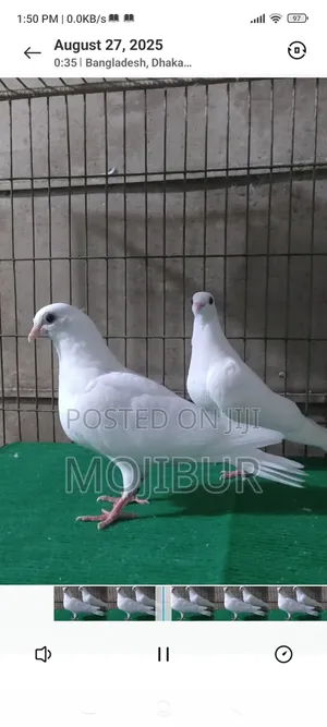 Photo - White Hungarian Highflyer Baby Pair