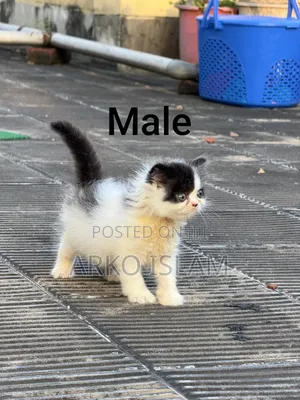 Photo - 1-3 months Male Purebred Persian