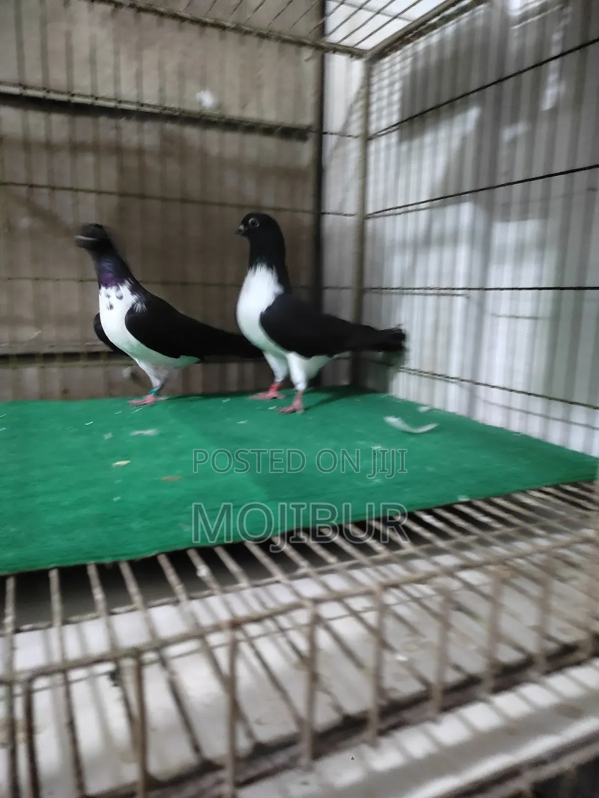 Vivik Budapest Runing Pair