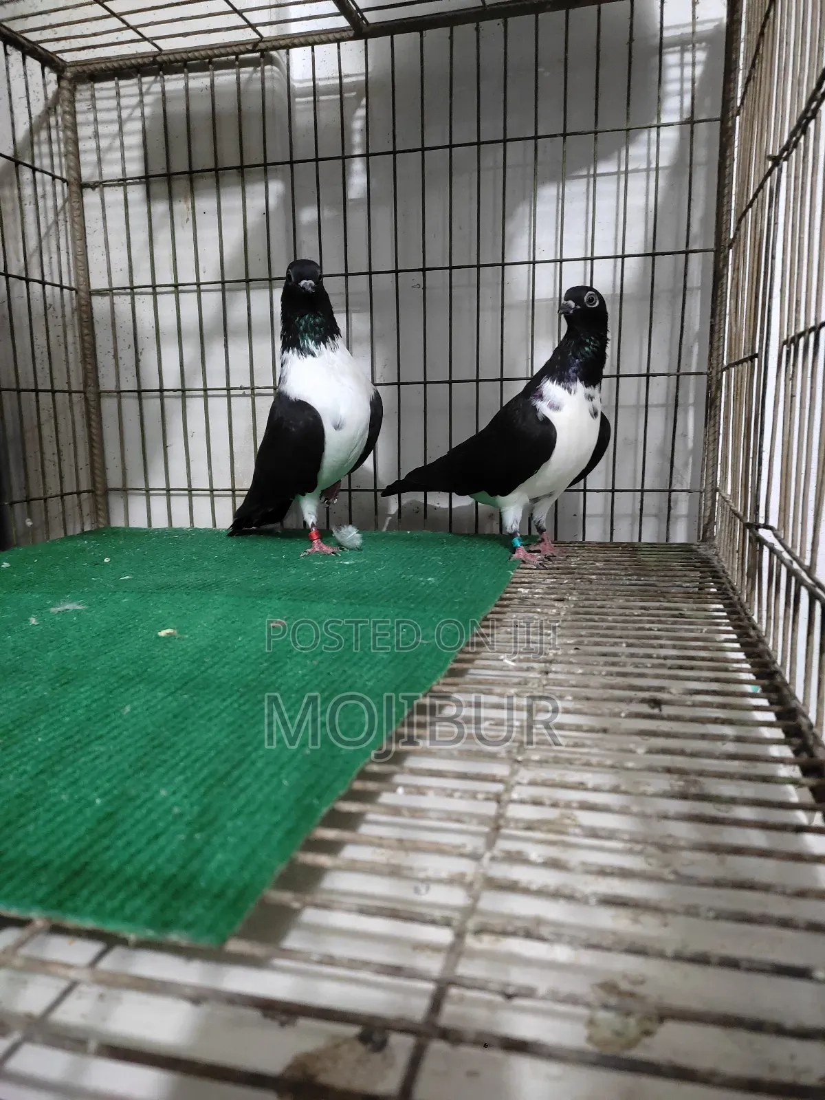 Vivik Budapest Runing Pair