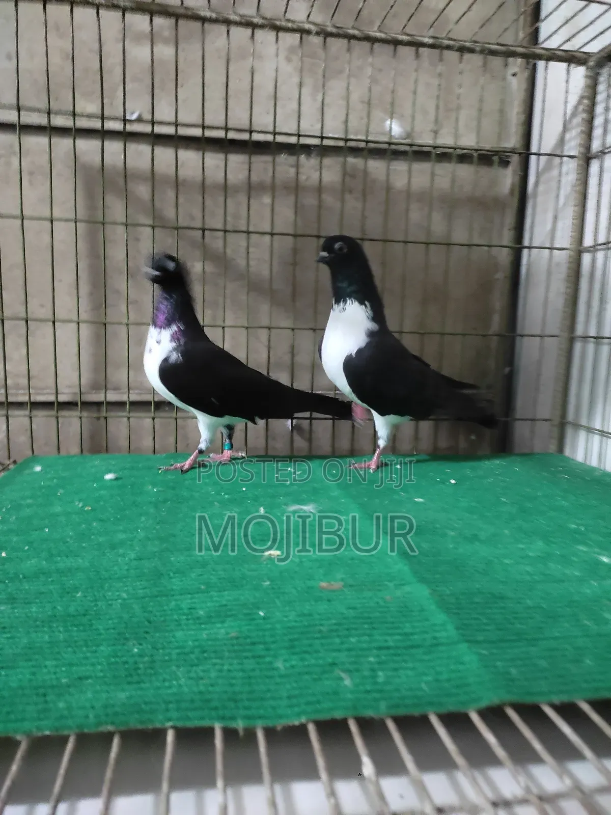 Vivik Budapest Runing Pair