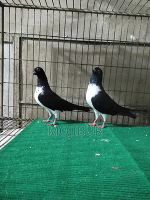 Vivik Budapest Runing Pair