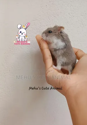 Mottled Dwarf Hamster