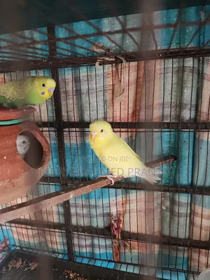 Photo - Adult Bajigar Pakhi