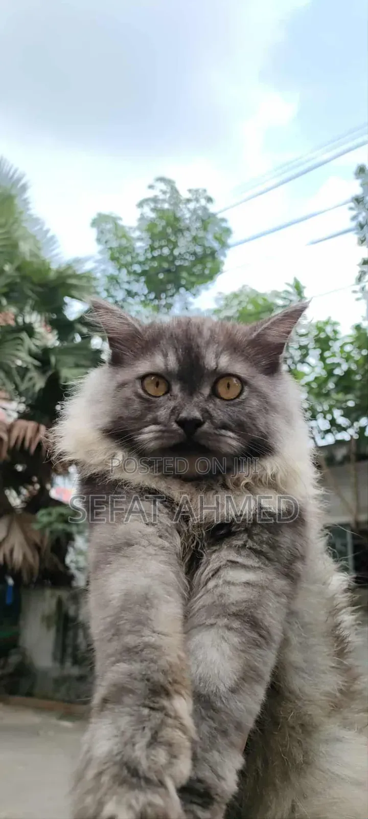 3-6 Months Male Purebred Persian