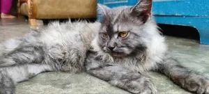 3-6 Months Male Purebred Persian