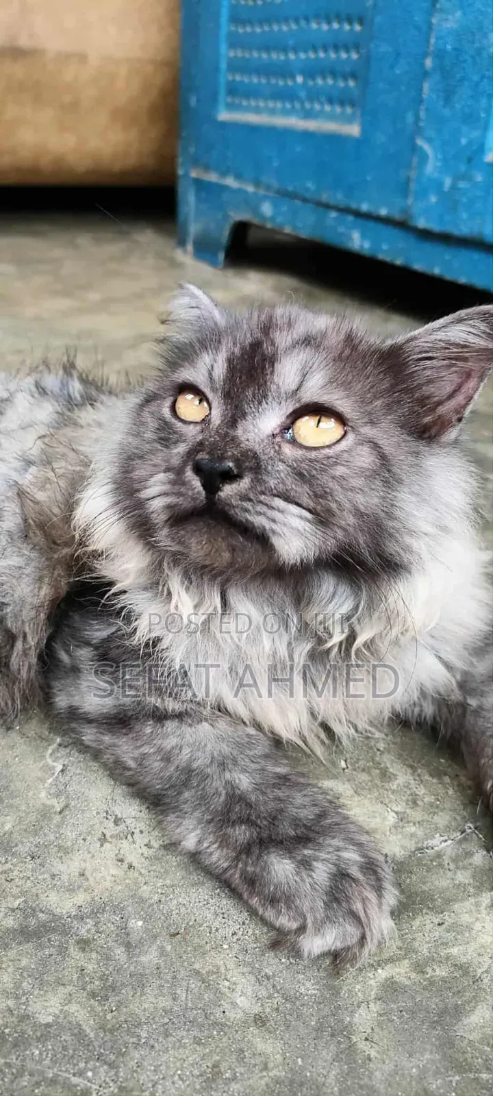 3-6 Months Male Purebred Persian