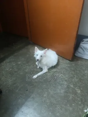 Photo - 3-6 Months Female Purebred Japanese Spitz