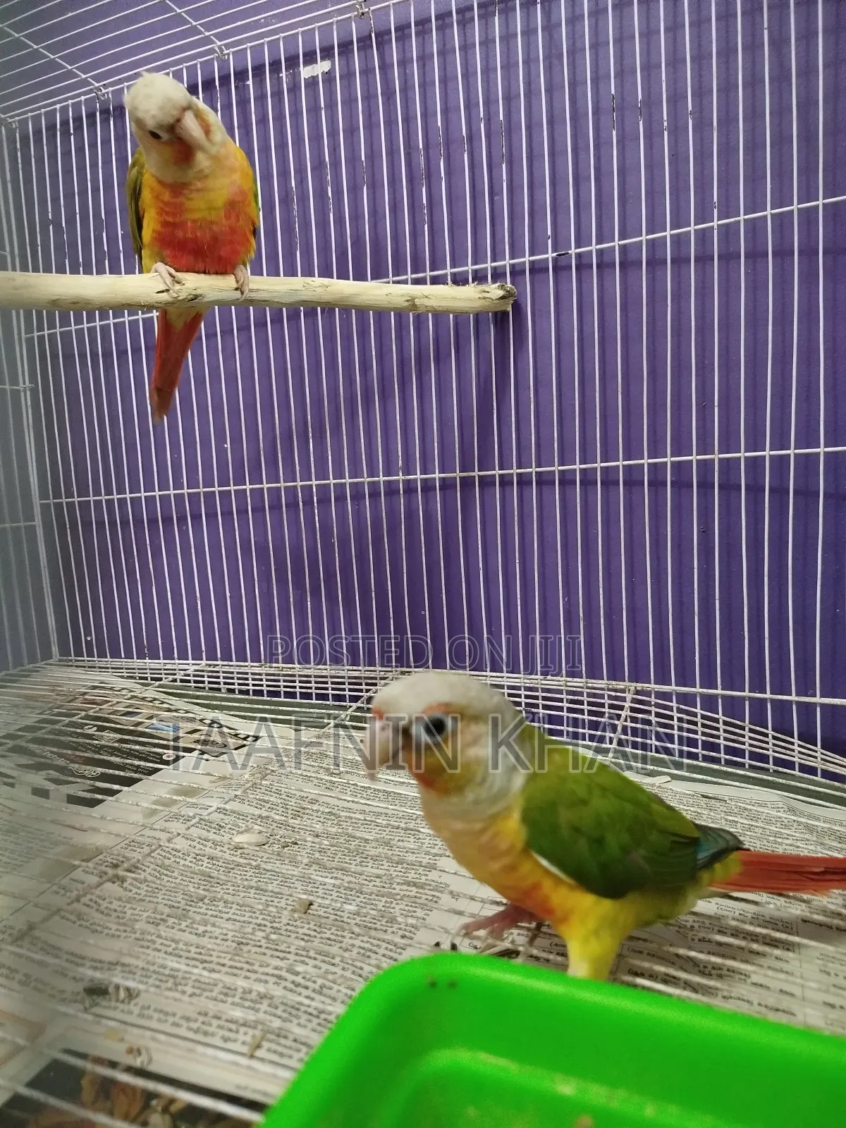 Painapple Conure