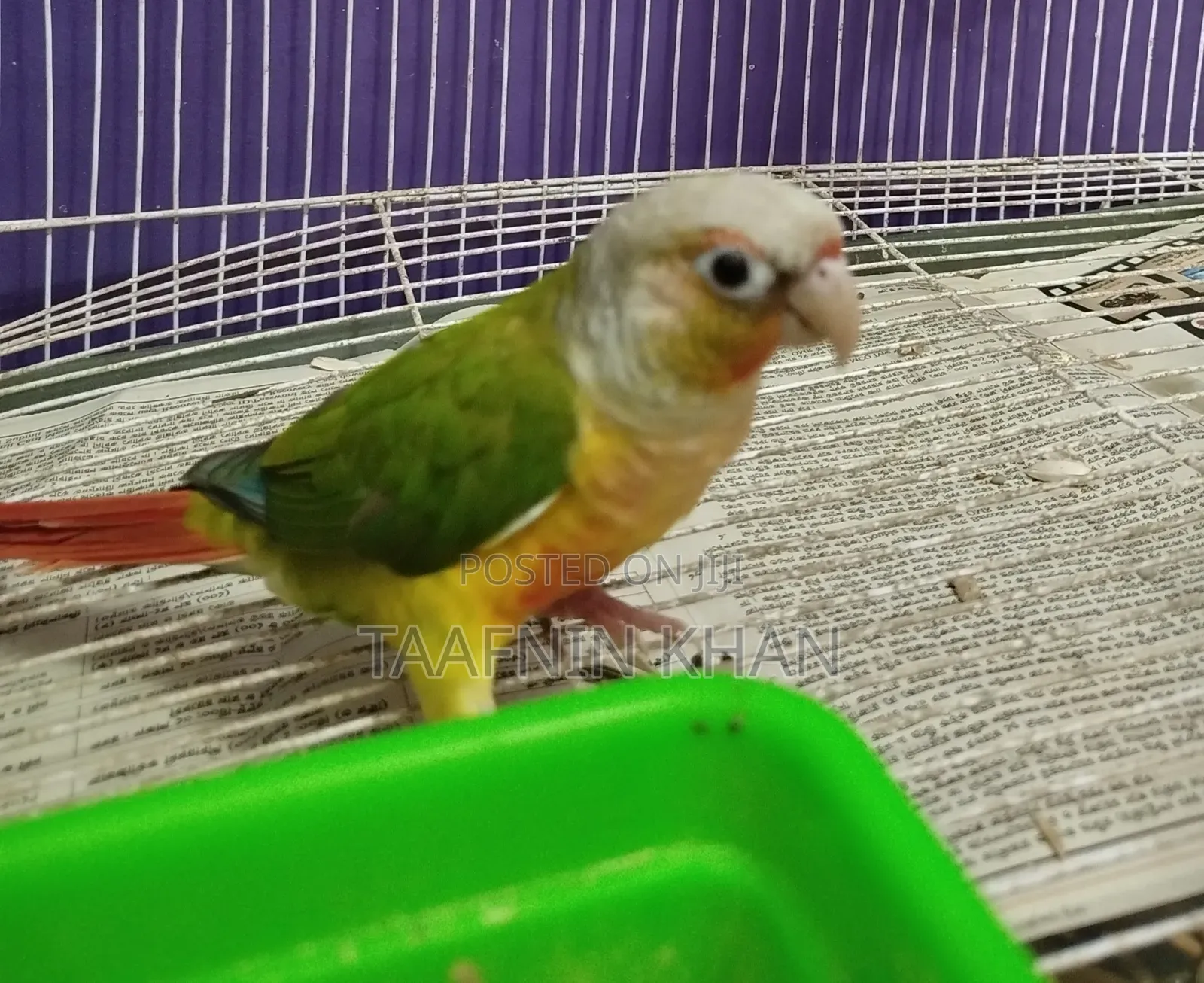 Painapple Conure
