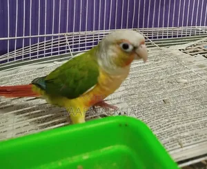 Painapple Conure