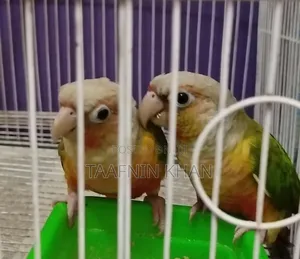 Painapple Conure