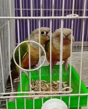 Painapple Conure
