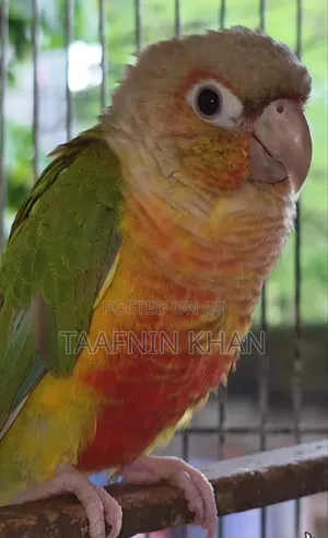 Painapple Conure