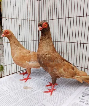 Photo - Short Face Pigeon