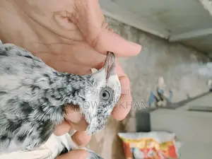 Photo - Highfly Pigeons