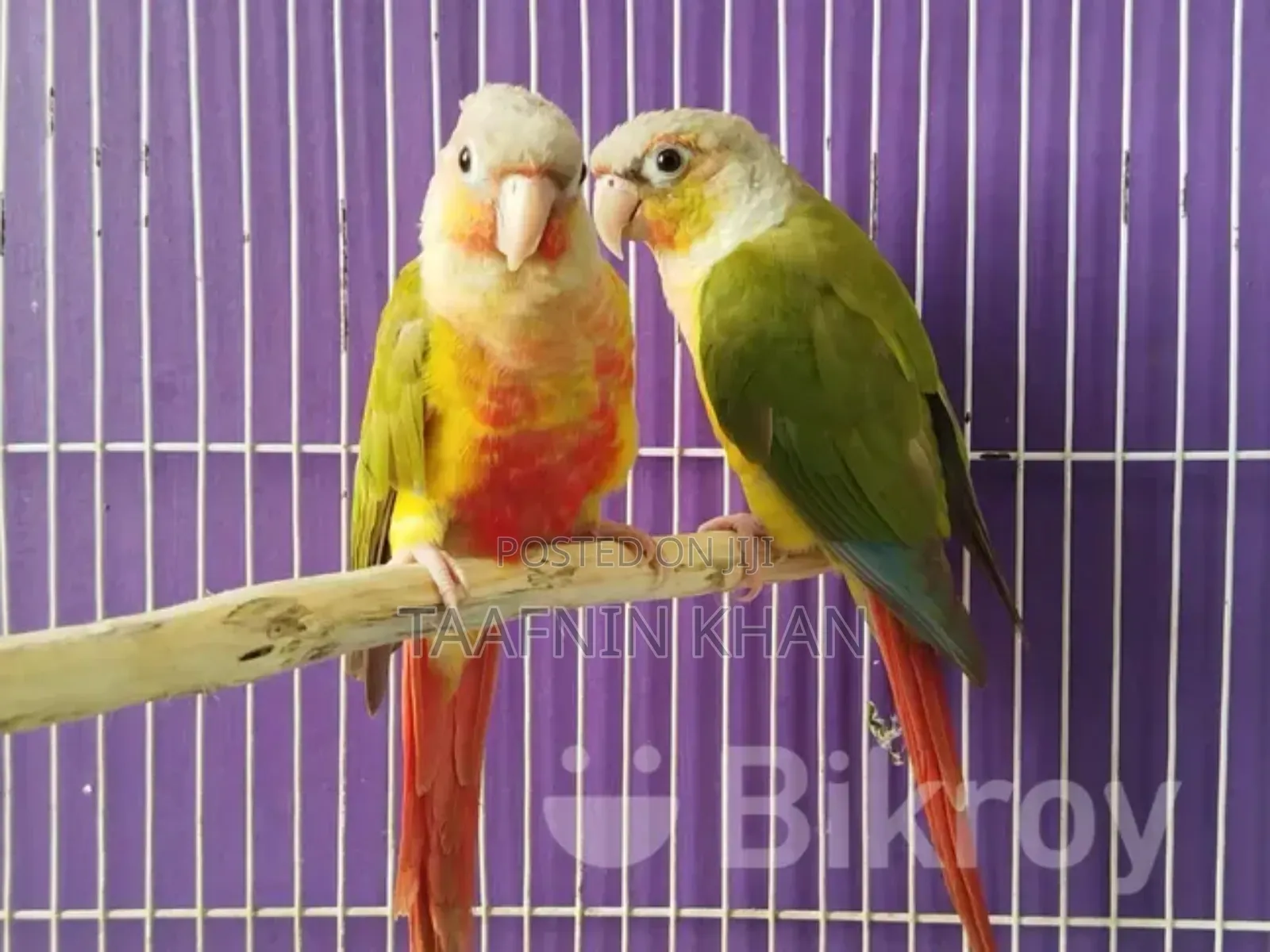 Painapple Conure