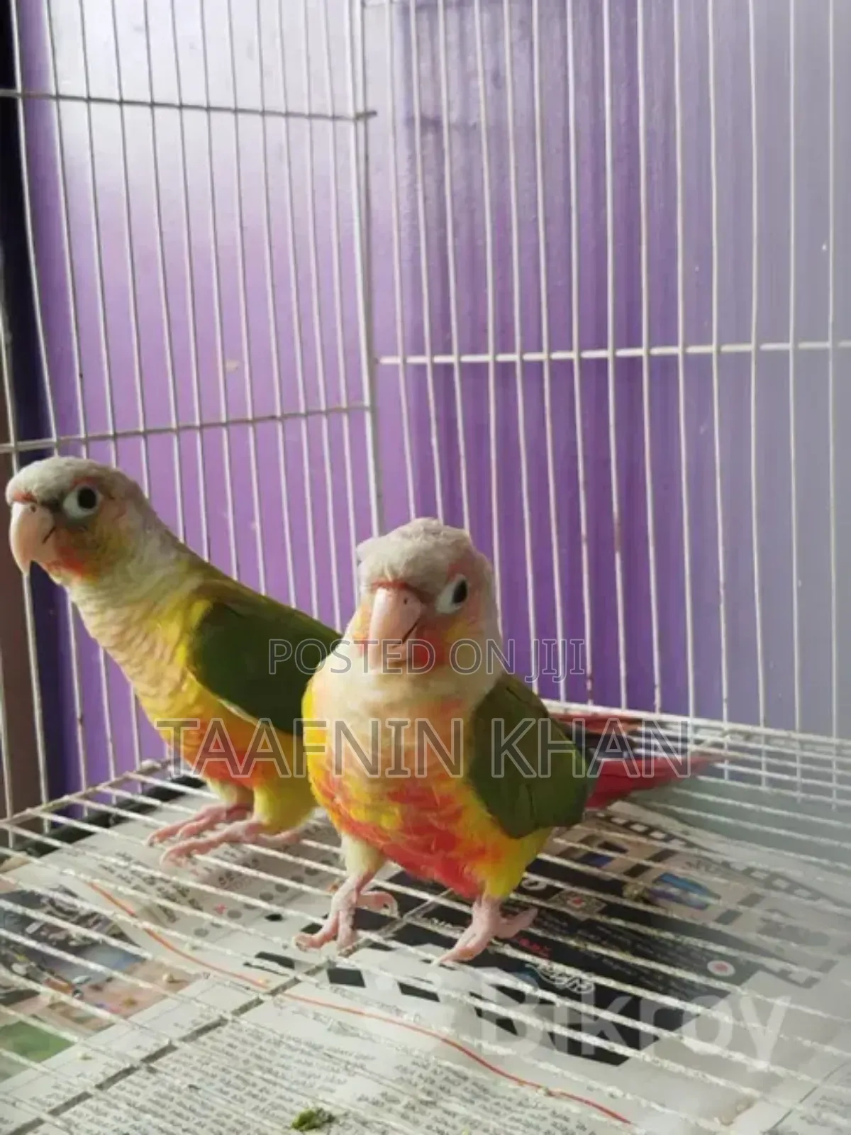 Painapple Conure