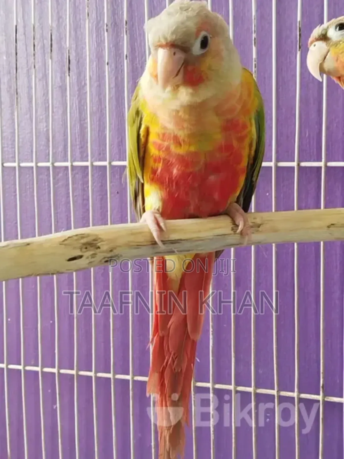 Painapple Conure