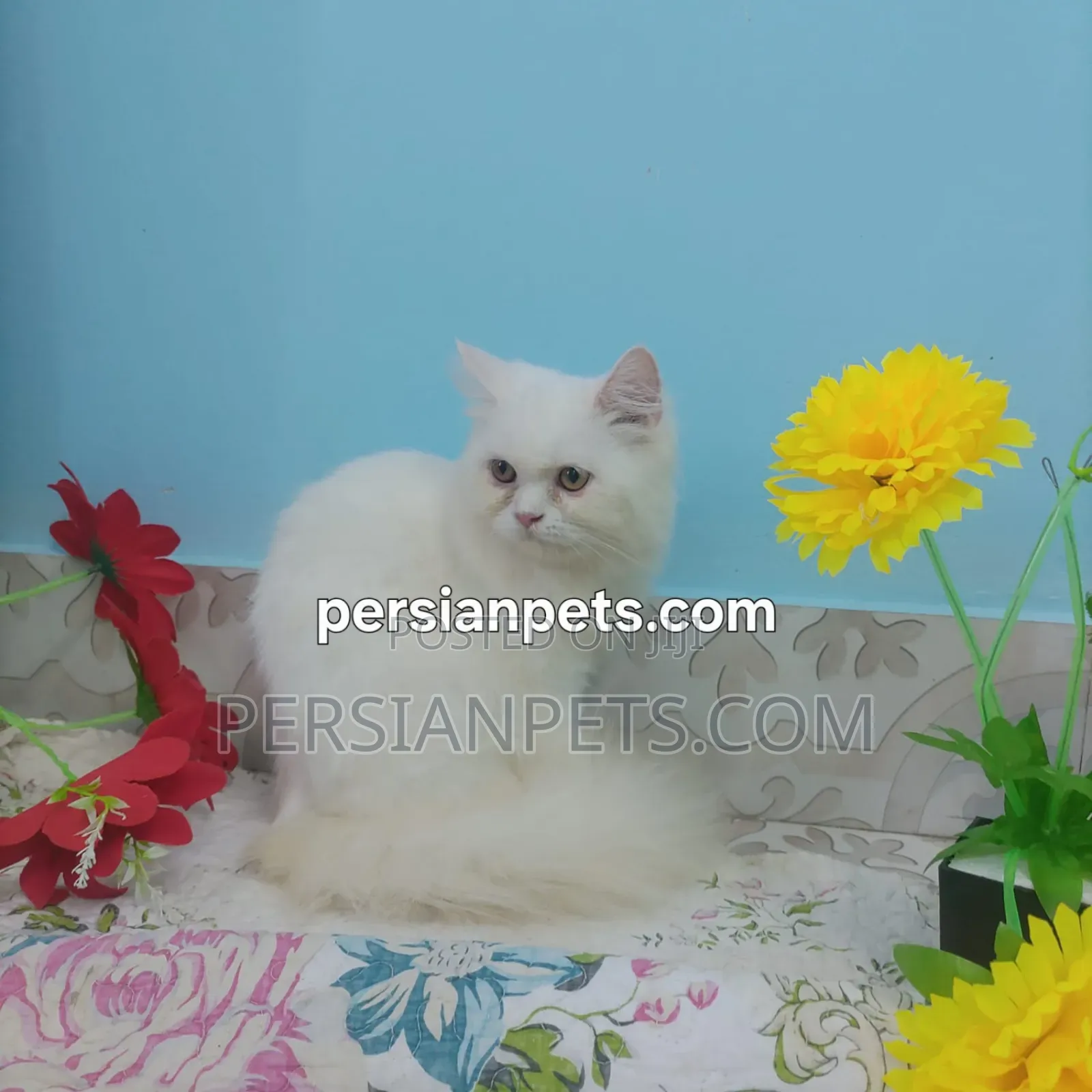 3-6 Months Female Purebred Persian
