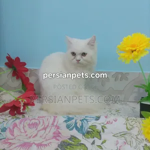 3-6 Months Female Purebred Persian
