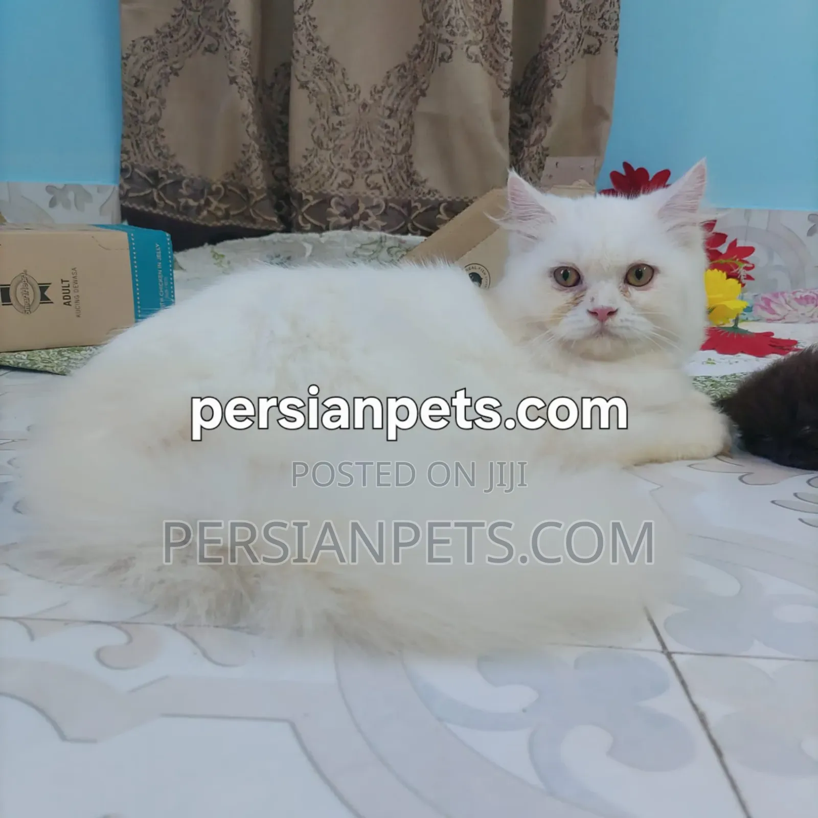 3-6 Months Female Purebred Persian