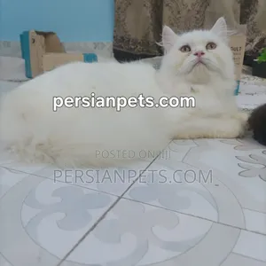 3-6 Months Female Purebred Persian