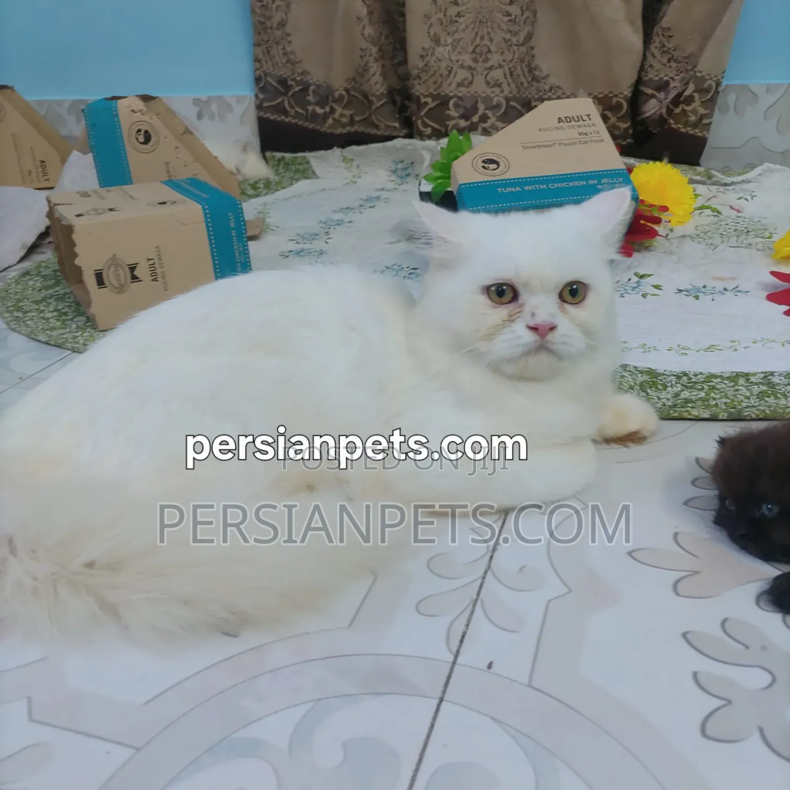 3-6 Months Female Purebred Persian