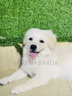 Photo - 1-3 Months Female Purebred Japanese Spitz