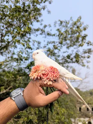অ্যালবিনো টেম ককাটেল