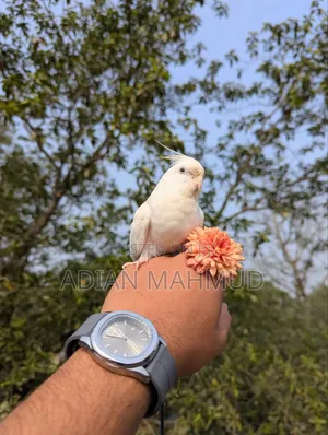 অ্যালবিনো টেম ককাটেল