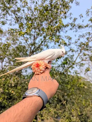 অ্যালবিনো টেম ককাটেল