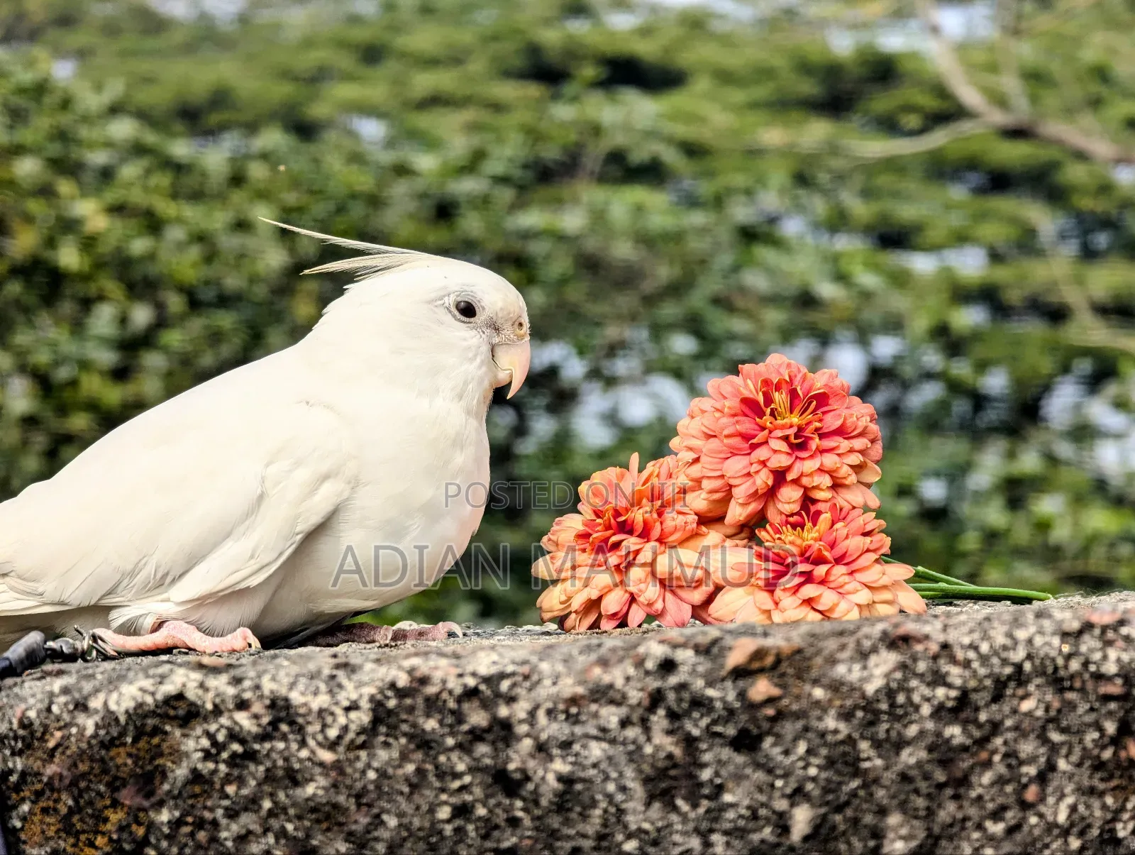 অ্যালবিনো টেম ককাটেল