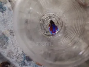 Photo - Fighter Fish