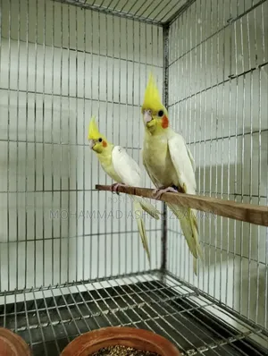 Photo - Cockatiel Bird