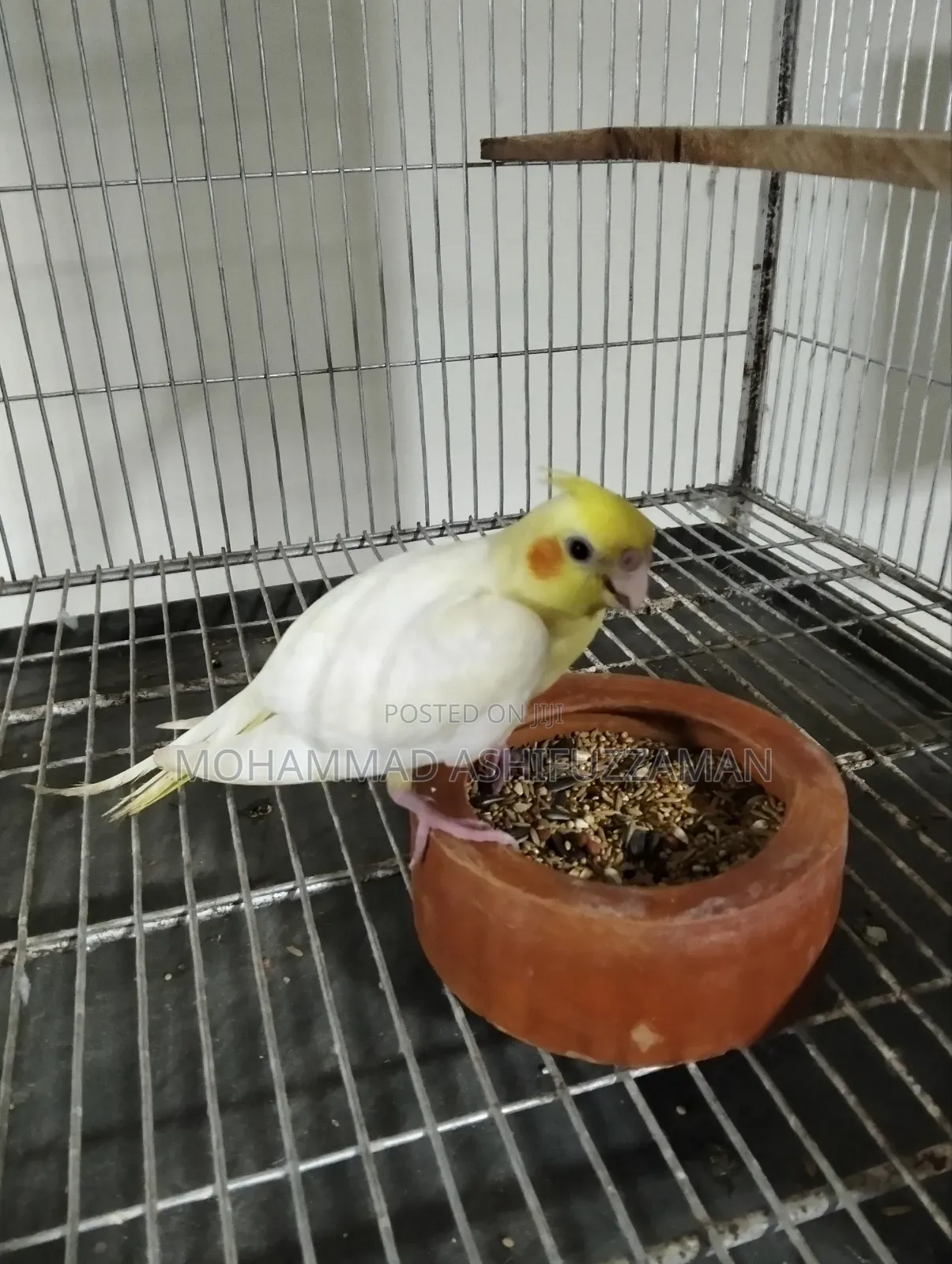 Cockatiel Bird