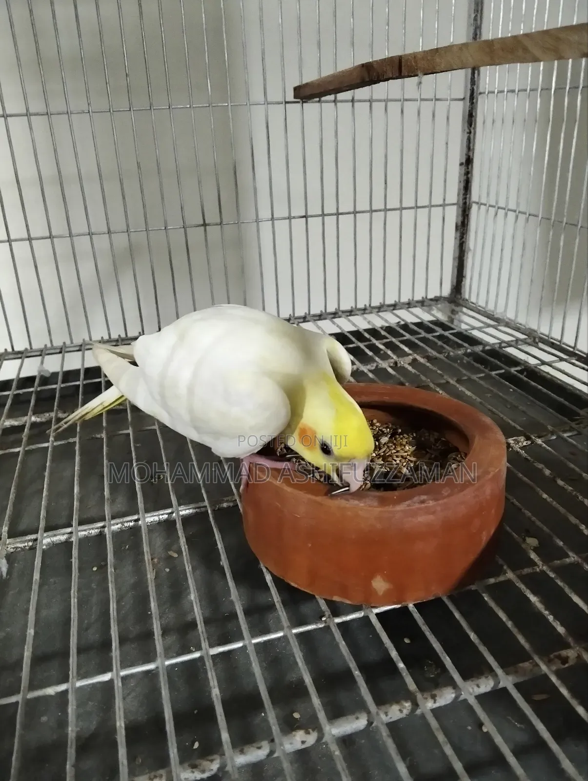 Cockatiel Bird