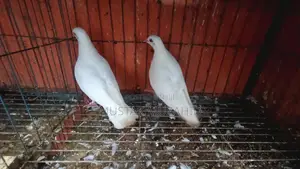 Photo - Pigeon - কবুতর