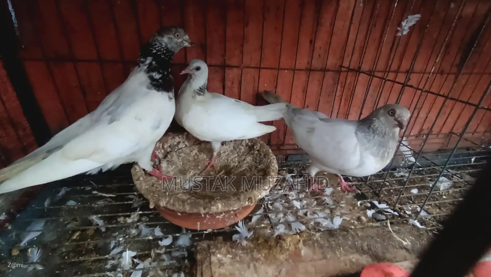 Pigeon - কবুতর