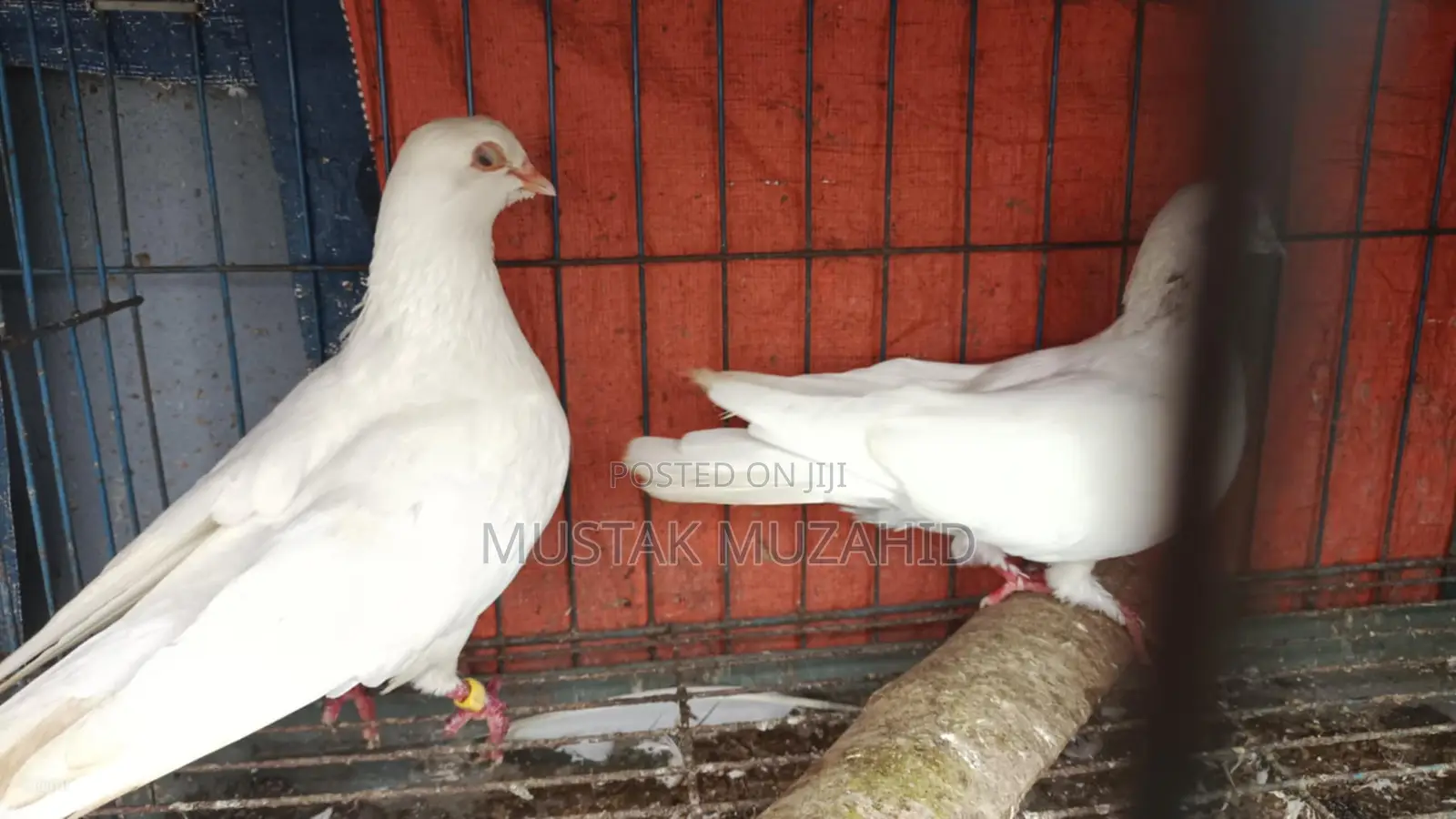 Pigeon - কবুতর