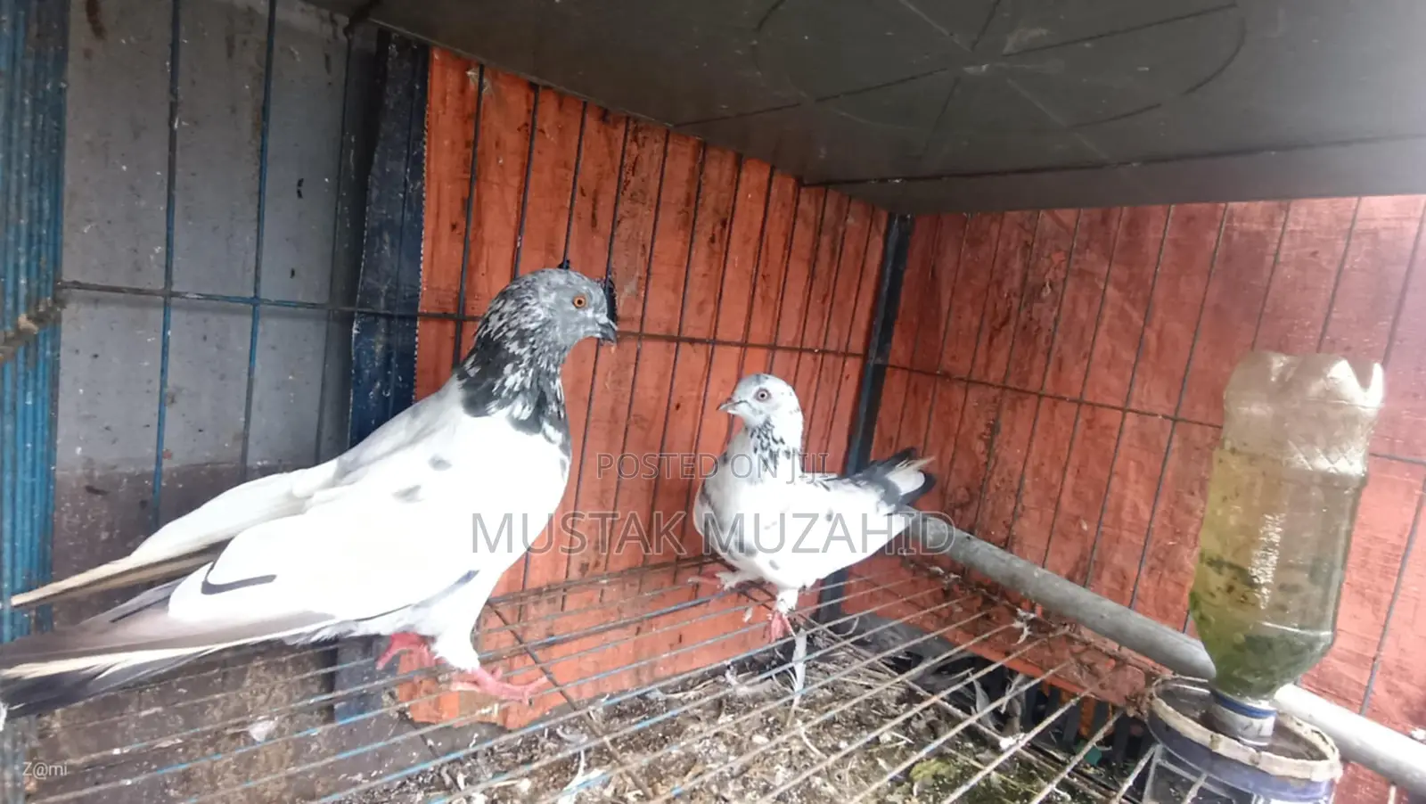 Pigeon - কবুতর