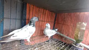 Pigeon - কবুতর