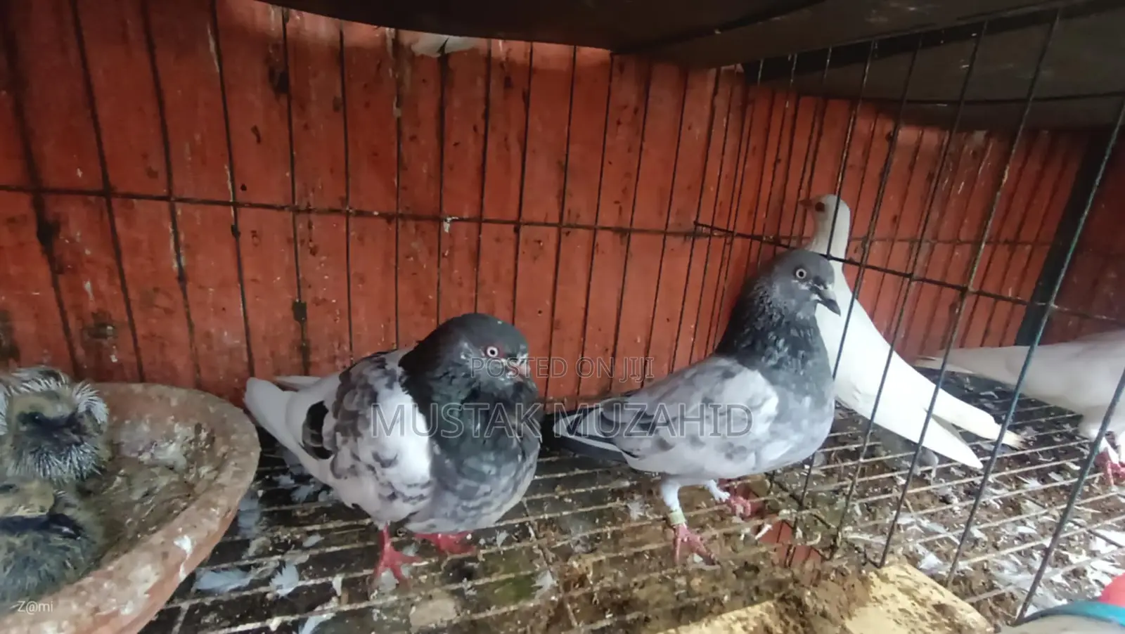 Pigeon - কবুতর