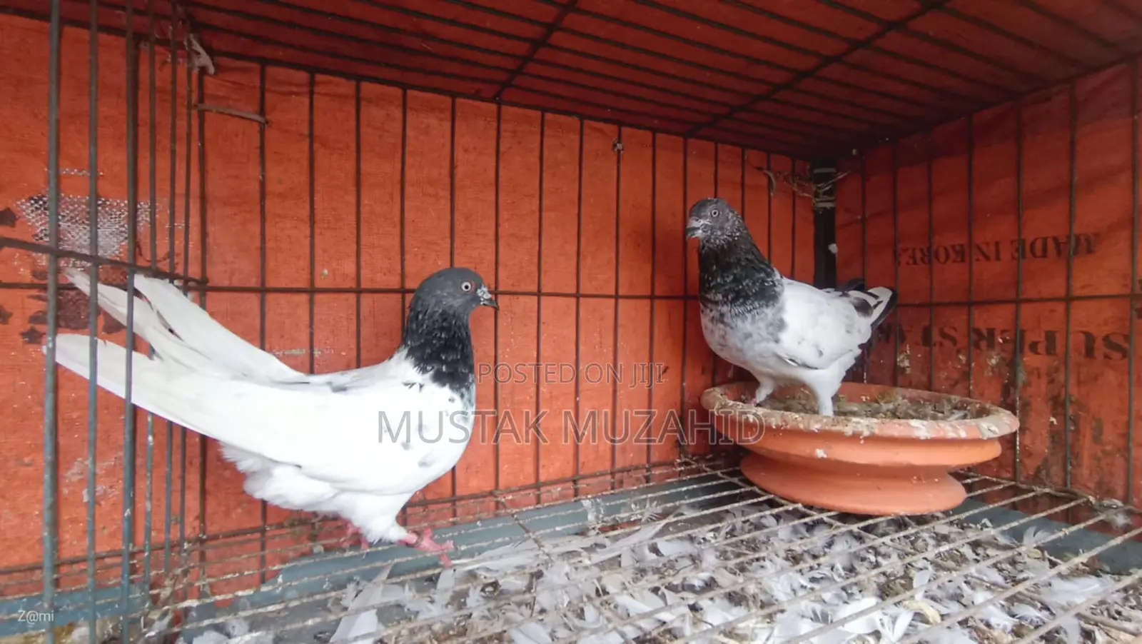 Pigeon - কবুতর