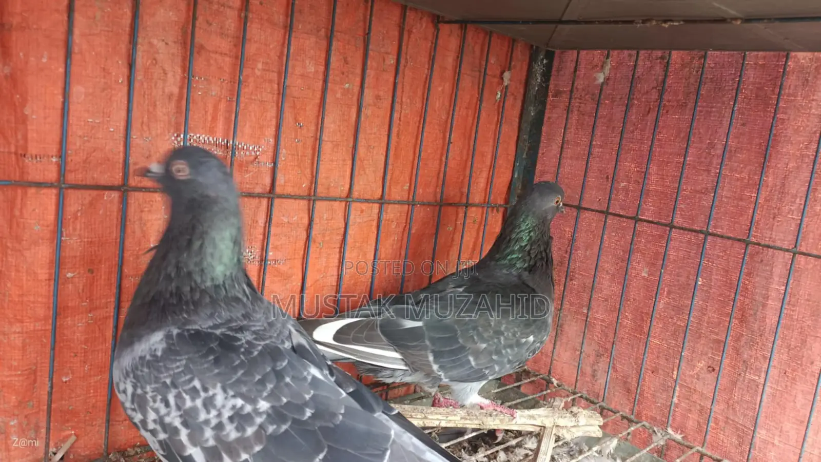 Pigeon - কবুতর