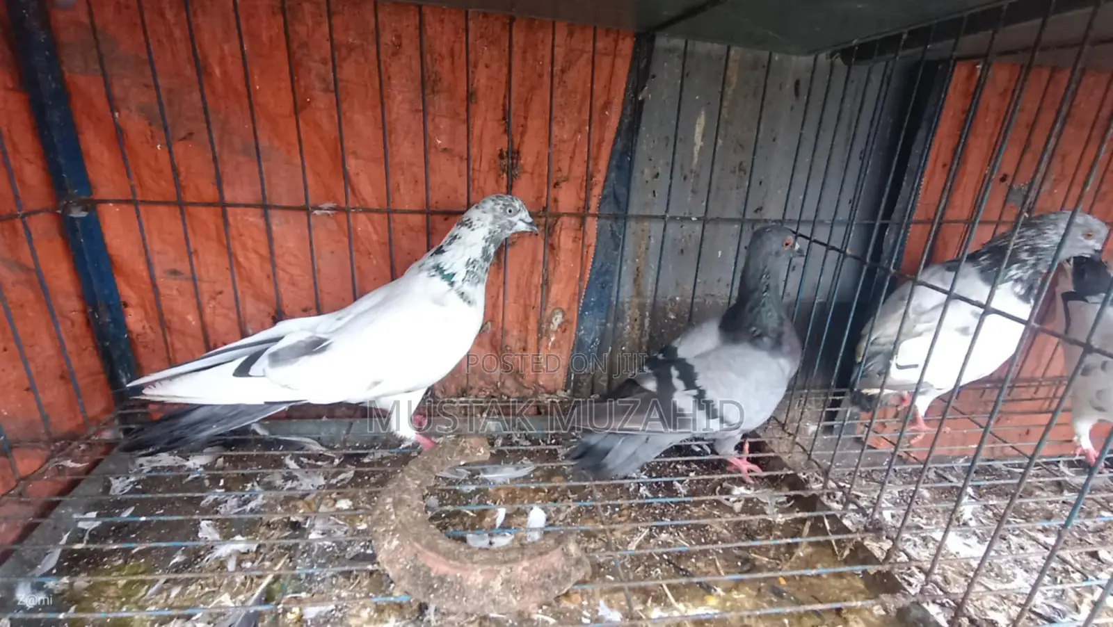 Pigeon - কবুতর